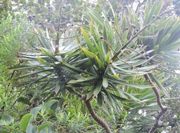 15 Bois de chandelle en fruit, Dracaena reflexa  