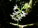 16. 14.Calanthe sylvatica - ORCHIDACEAE-variante blanche