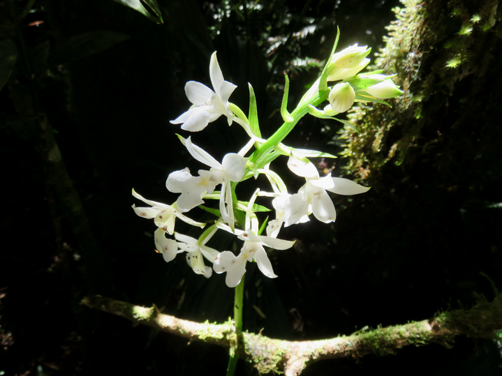 16. 14.Calanthe sylvatica - ORCHIDACEAE-variante blanche
