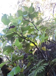 2 Bois de tambour, Tambourissa crassa 