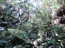 21. Ravine