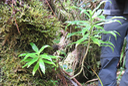 22. Juvéniles Heterochenia sp.