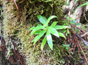 23.  Juvéniles Heterochenia sp.