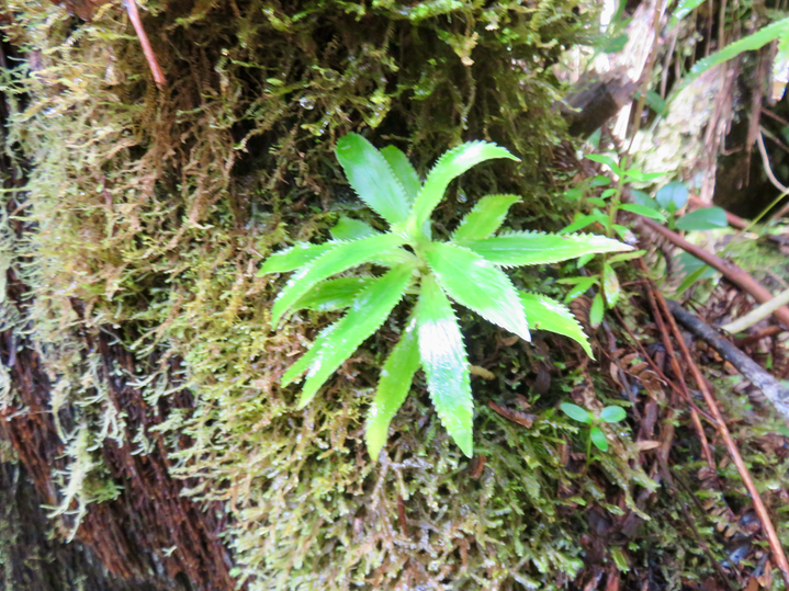 23.  Juvéniles Heterochenia sp.
