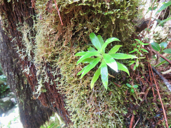 26  Juvéniles Heterochenia sp.