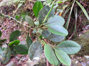 27. TURRAEA CADETII - BOIS DE QUIVI - MELIACEAE - ENDÉMIQUE RÉUNION