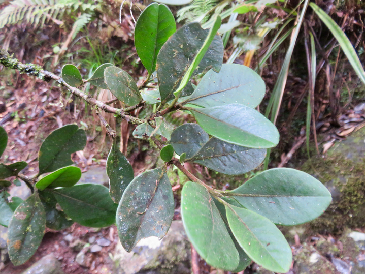 27. TURRAEA CADETII - BOIS DE QUIVI - MELIACEAE - ENDÉMIQUE RÉUNION