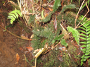 29. ABRODICTYUM MEIFOLIUM - HYMENOPHYLLACEAE - INDIGÈNE RÉUNION