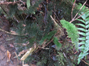 30. ABRODICTYUM MEIFOLIUM - HYMENOPHYLLACEAE - INDIGÈNE RÉUNION