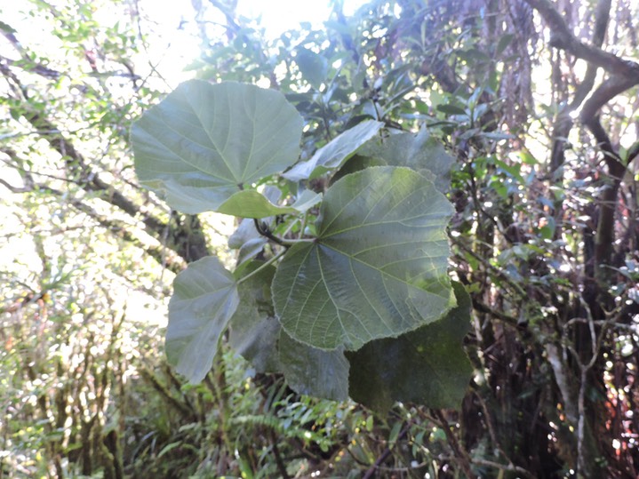 4 Mahot, Dombeya  pilosa 