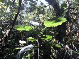 5 Mahot, Dombeya pilosa 