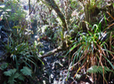 6. Dans la ravine