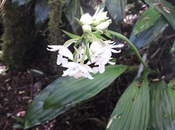 8 Calanthe sylvatica 