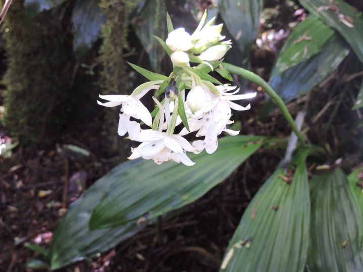 8 Calanthe sylvatica 