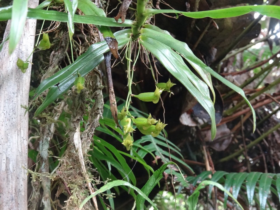Angraecum sp - EPIDENDROIDEAE 