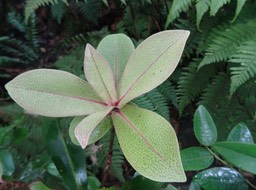 Badula grammisticta - Bois de savon - PRIMULACEAE - Endémique Réunion - DSC01455