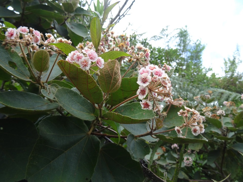 Dombeya ficulnea - Petit Mahot - MALVACEAE - Endémique Réunion - DSC01487