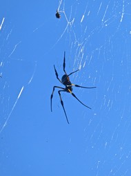 Nephila inaurata .Bibe .nephilidaeP1790560
