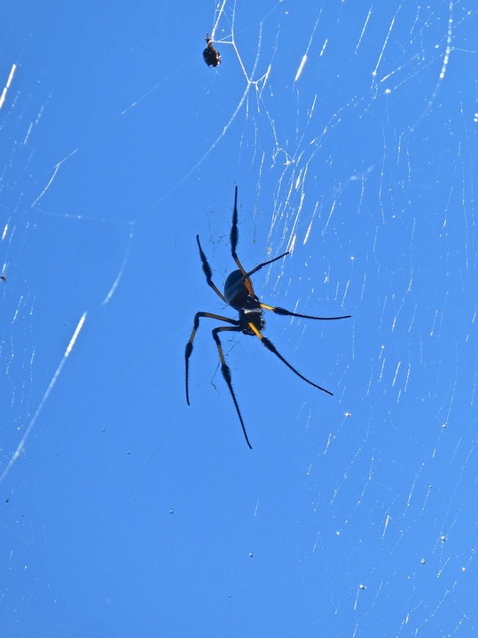 Nephila inaurata .Bibe .nephilidaeP1790560