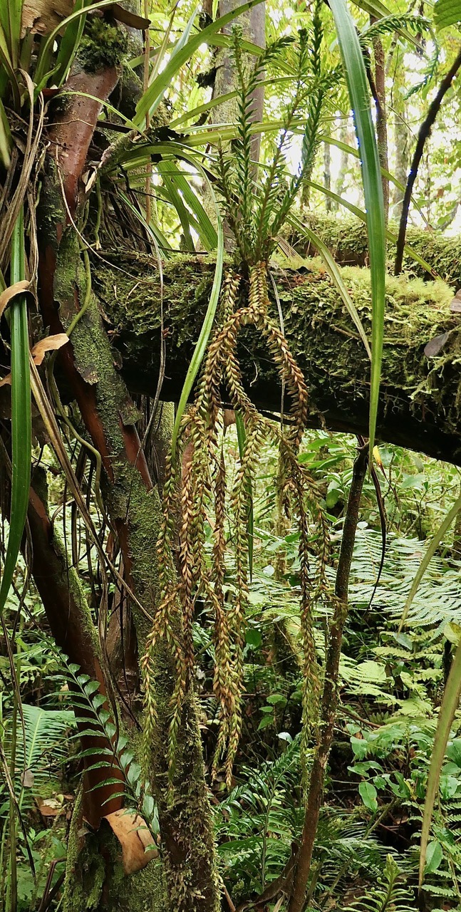 ? Phlegmariurus gnidioides (L. f.) A.R. Field et Bostock.ruban de prêtre. lycopodiaceae.indigène Réunion. (2).jpeg