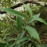 Acalypha integrifolia.bois de Charles.bois de violon. euphorbiaceae;endémique Madagascar Mascareignes..jpeg