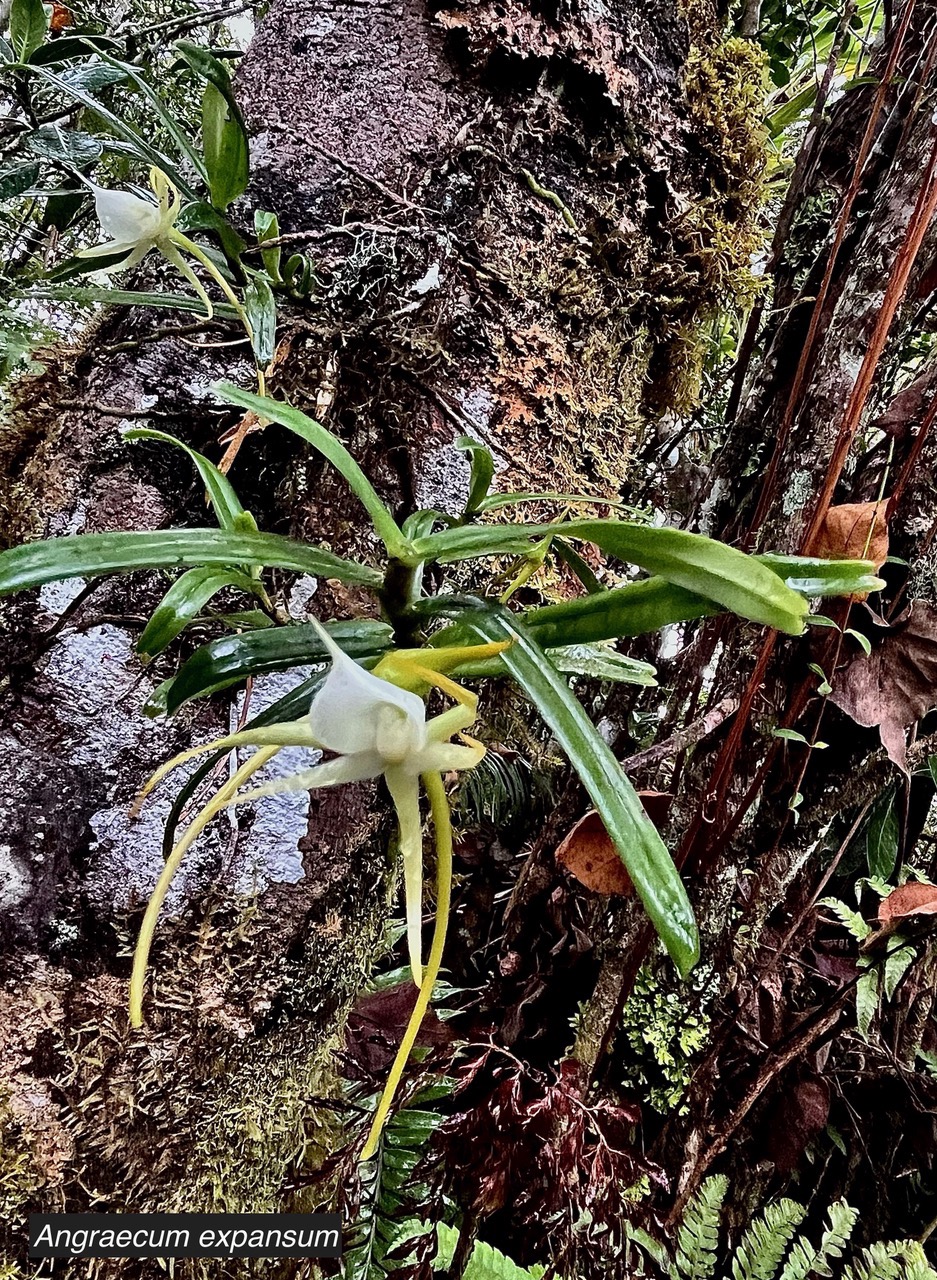 Angraecum expansum.petit faham.orchidaceae;endémique Réunion Maurice. (1).jpeg