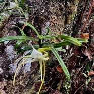 Angraecum expansum.petit faham.orchidaceae;endémique Réunion Maurice. (1).jpeg