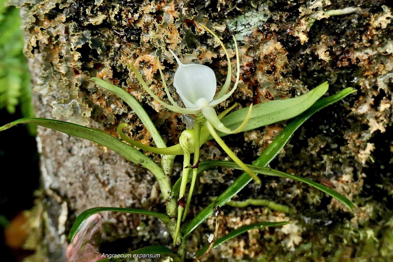 Angraecum expansum.petit faham.orchidaceae;endémique Réunion Maurice. (2).jpeg