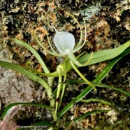 Angraecum expansum.petit faham.orchidaceae;endémique Réunion Maurice. (2).jpeg