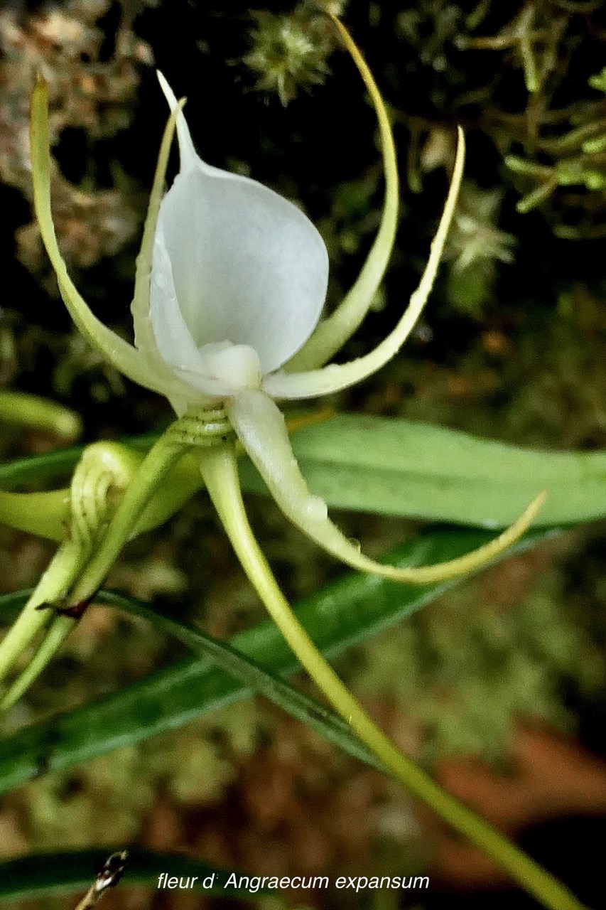 Angraecum expansum.petit faham.orchidaceae;endémique Réunion Maurice..jpeg