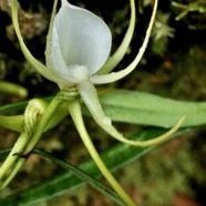 Angraecum expansum.petit faham.orchidaceae;endémique Réunion Maurice..jpeg