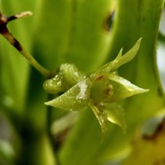 Angraecum undulatum. ( fleur ) orchidaceae.endémique Réunion..jpeg