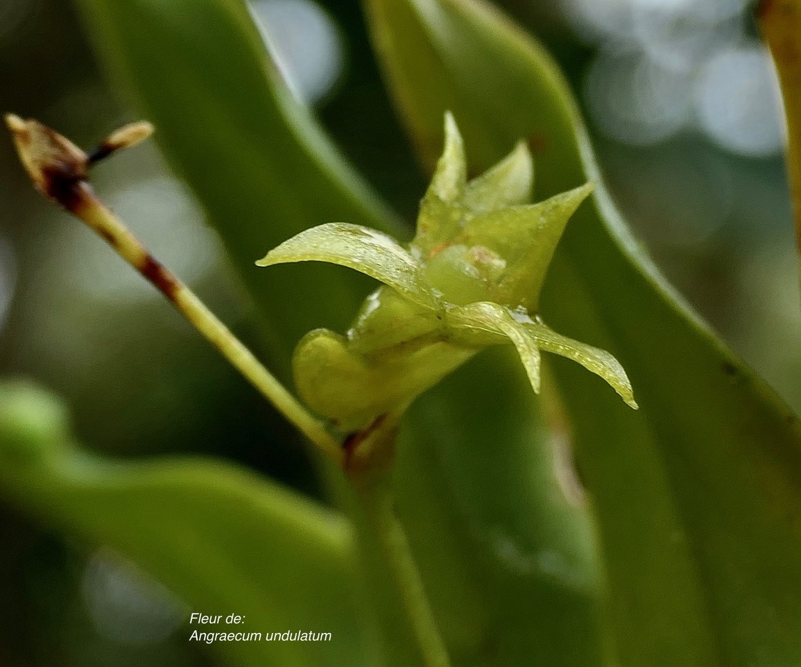 Angraecum undulatum.orchidaceae.endémique Réunion. (1).jpeg