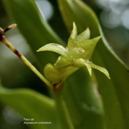 Angraecum undulatum.orchidaceae.endémique Réunion. (1).jpeg
