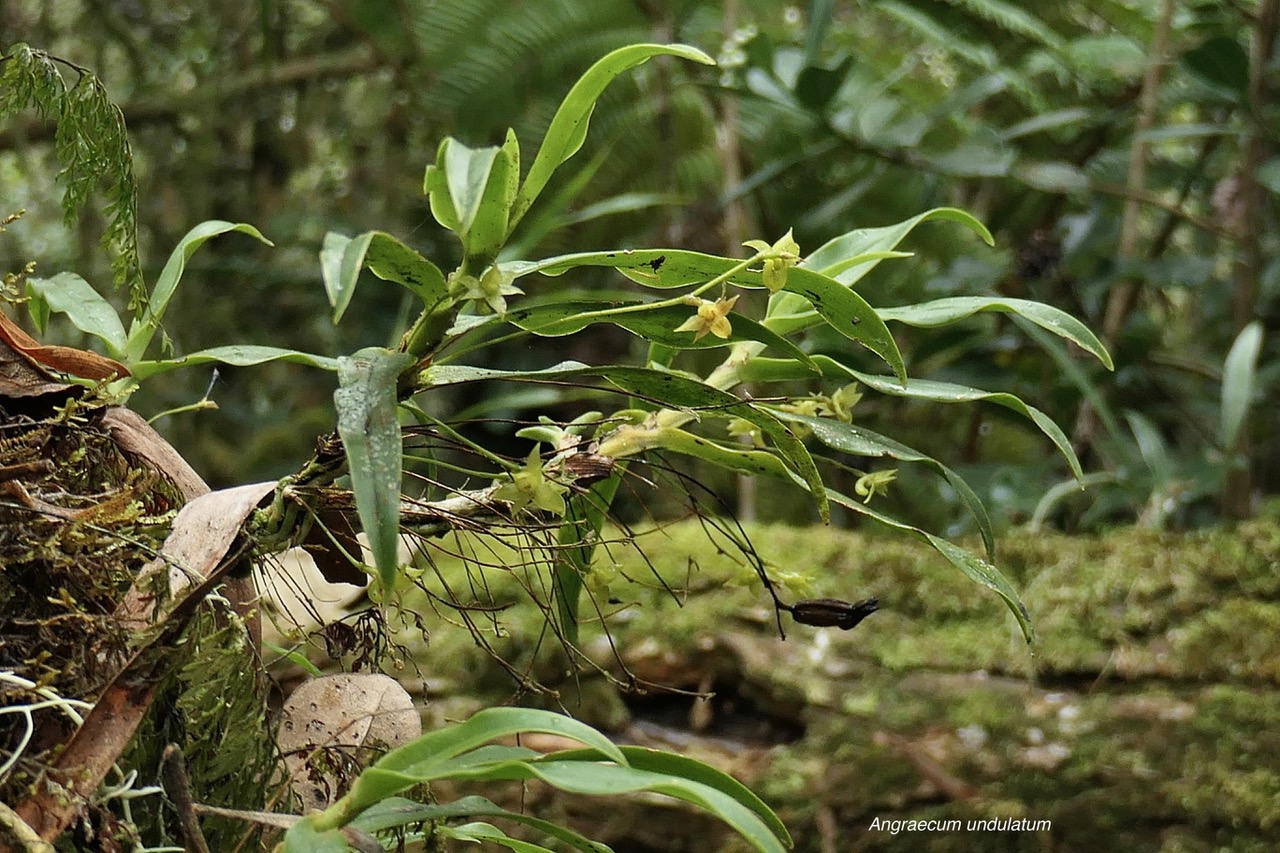 Angraecum undulatum.orchidaceae.endémique Réunion. (2).jpeg