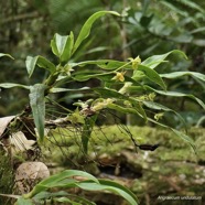 Angraecum undulatum.orchidaceae.endémique Réunion. (2).jpeg