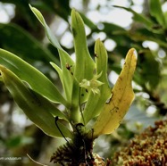 Angraecum undulatum.orchidaceae.endémique Réunion..jpeg