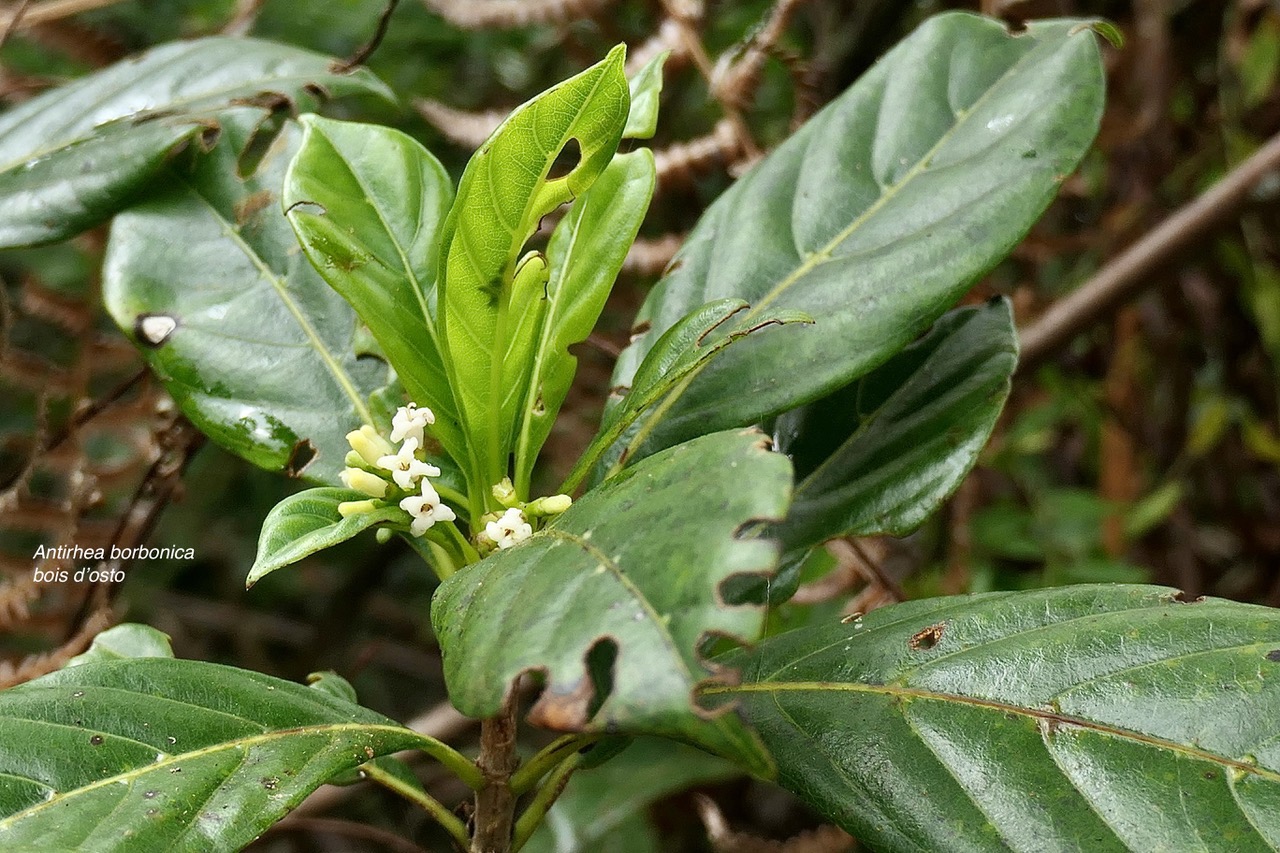 Antirhea borbonica. bois d’osto .rubiaceae.endémique Réunion Maurice Madagascar.jpeg