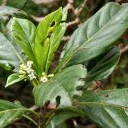 Antirhea borbonica. bois d’osto .rubiaceae.endémique Réunion Maurice Madagascar.jpeg