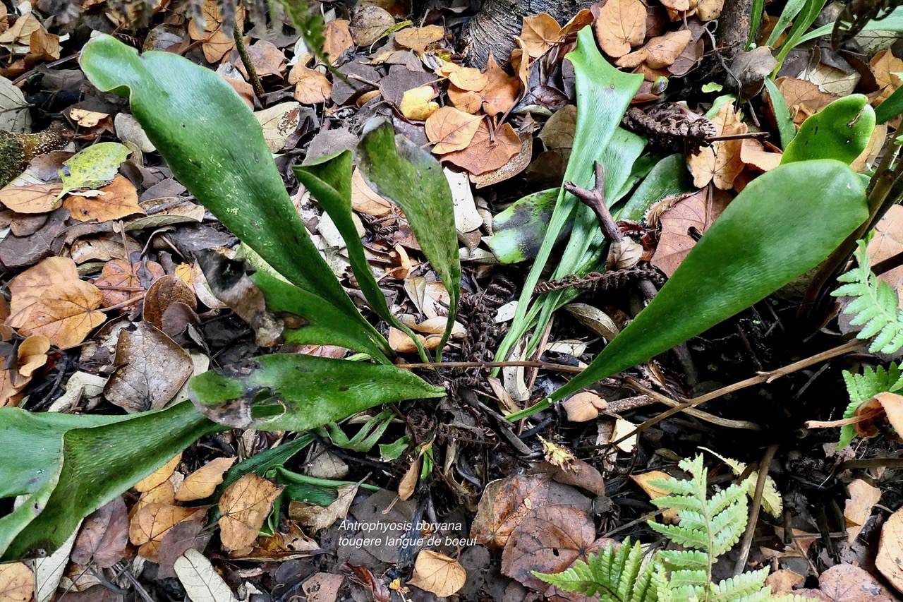 Antrophyopsis boryana.(Antrophyum boryanum ).fougère langue de boeuf .pteridaceae.endémique Madagascar Comores et Mascqareignes..jpeg