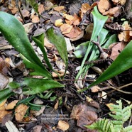 Antrophyopsis boryana.(Antrophyum boryanum ).fougère langue de boeuf .pteridaceae.endémique Madagascar Comores et Mascqareignes..jpeg