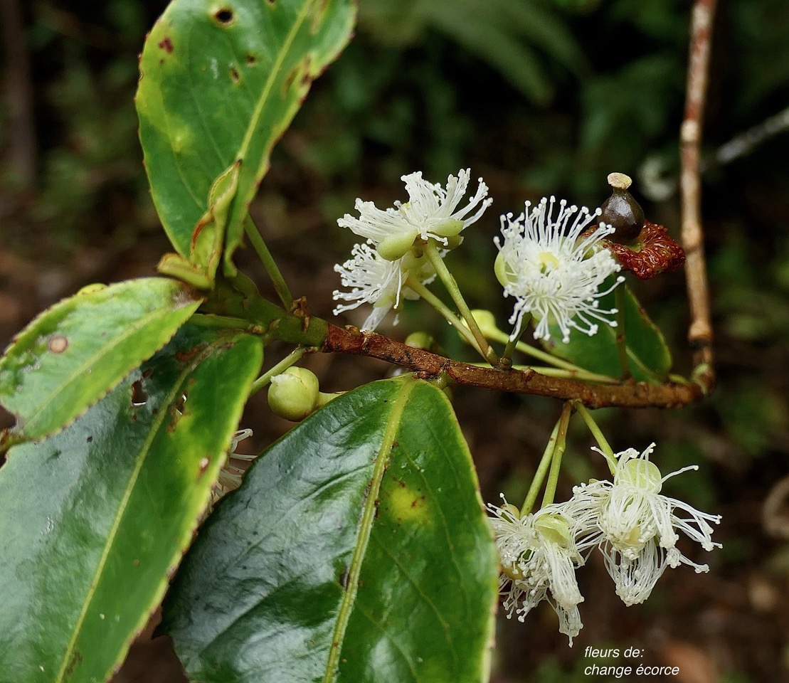Aphloia theiformis.change écorce ( fleurs ) .aphloiaceeae.indigène Réunion..jpeg
