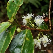 Aphloia theiformis.change écorce ( fleurs ) .aphloiaceeae.indigène Réunion..jpeg