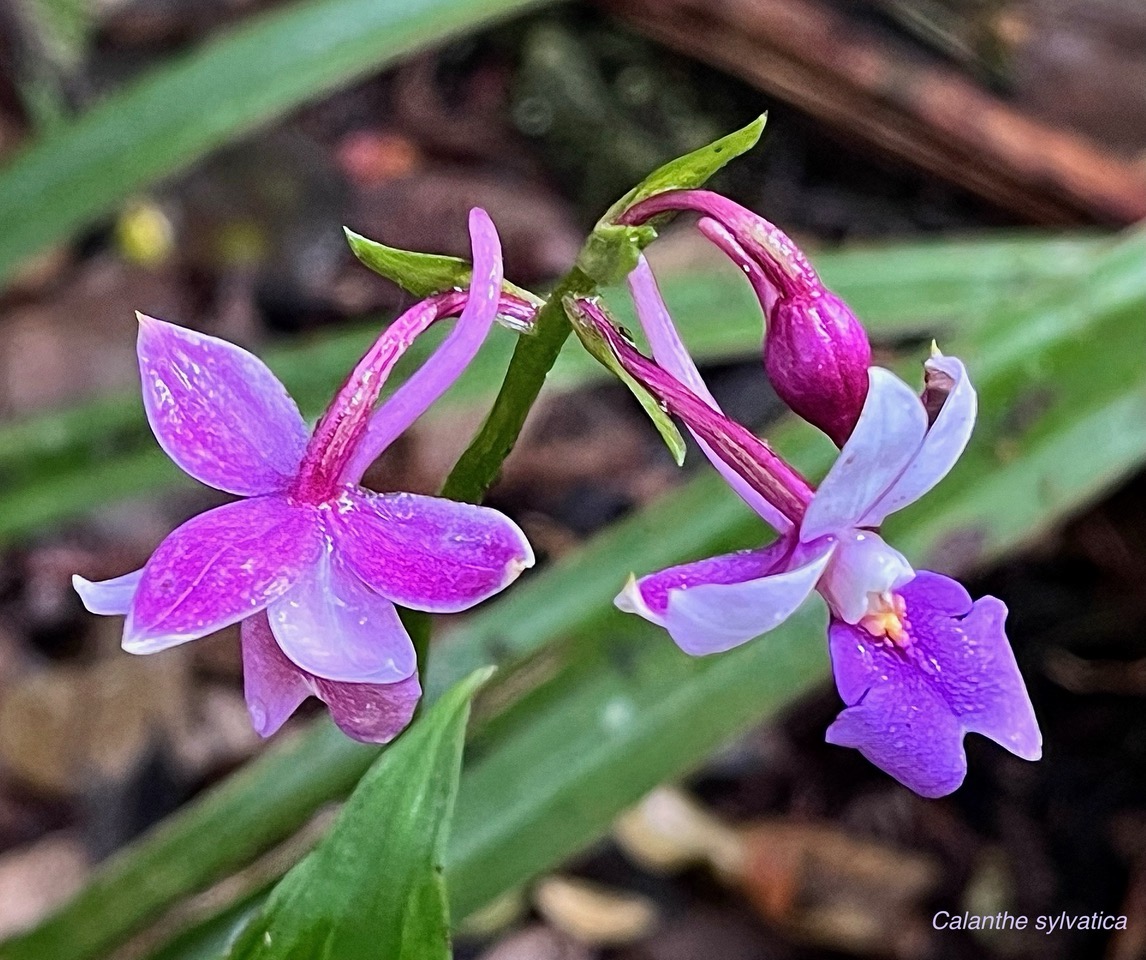 Calanthe sylvatica orchidaceae.Indigène Réunion (1).jpeg