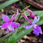 Calanthe sylvatica orchidaceae.Indigène Réunion (1).jpeg