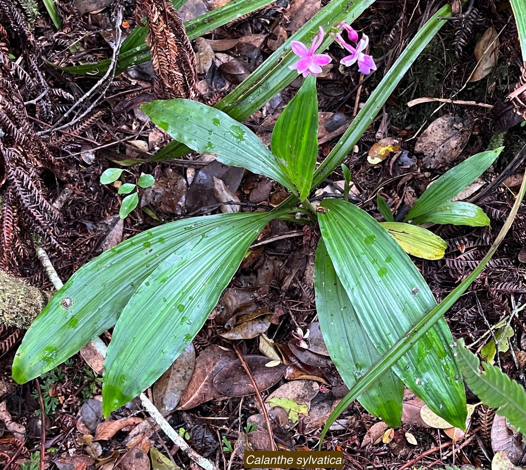 Calanthe sylvatica orchidaceae.Indigène Réunion (2).jpeg