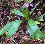 Calanthe sylvatica orchidaceae.Indigène Réunion (2).jpeg