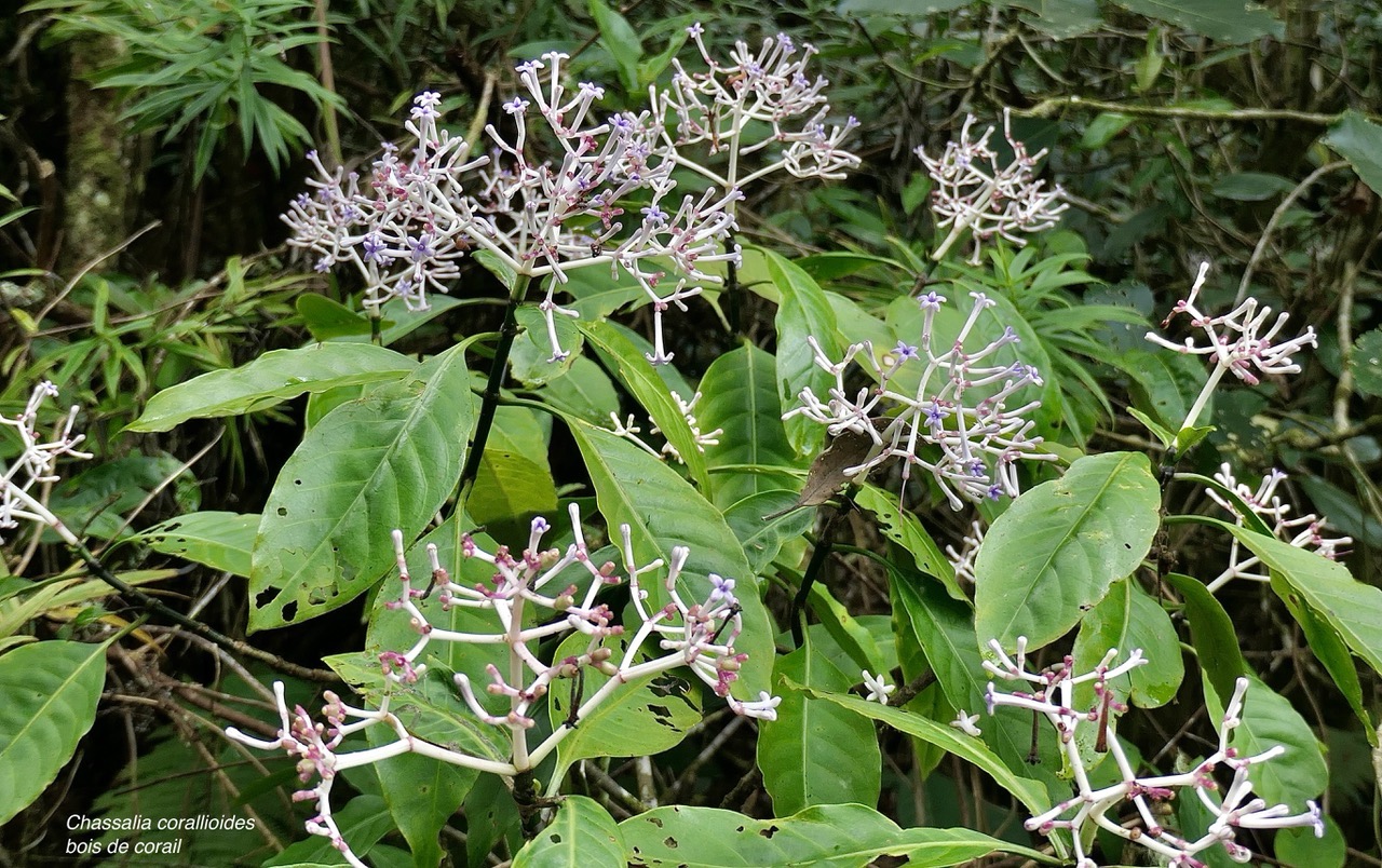 Chassalia corallioides Bois de corail  bois de lousteau rubiaceae.endémique Réunion. (1).jpeg