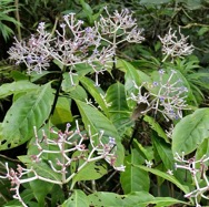 Chassalia corallioides Bois de corail  bois de lousteau rubiaceae.endémique Réunion. (1).jpeg