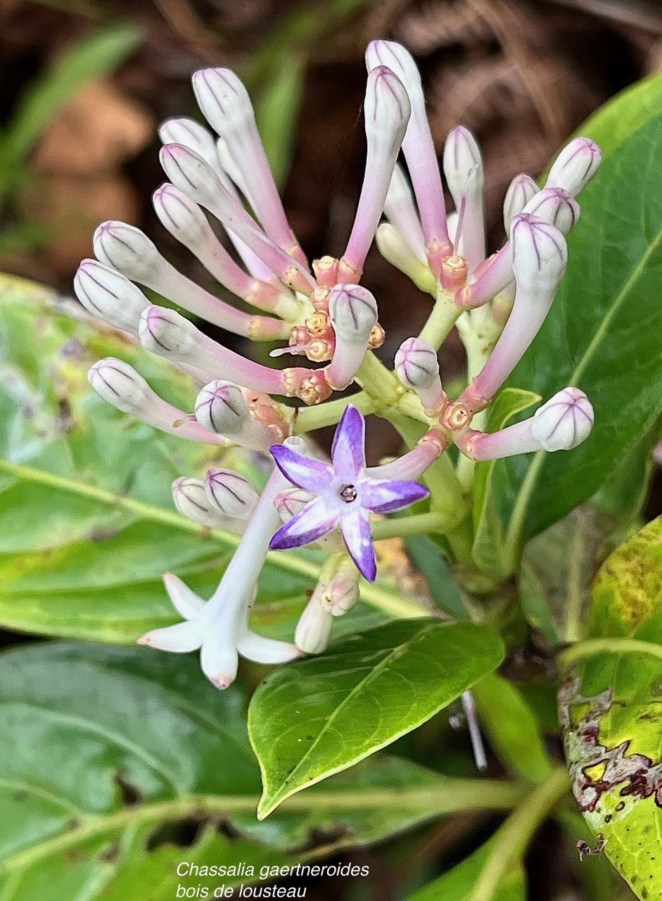 Chassalia gaertneroides. bois de lousteau.bois de merle.rubiaceae.endémique Réunion. (1).jpeg